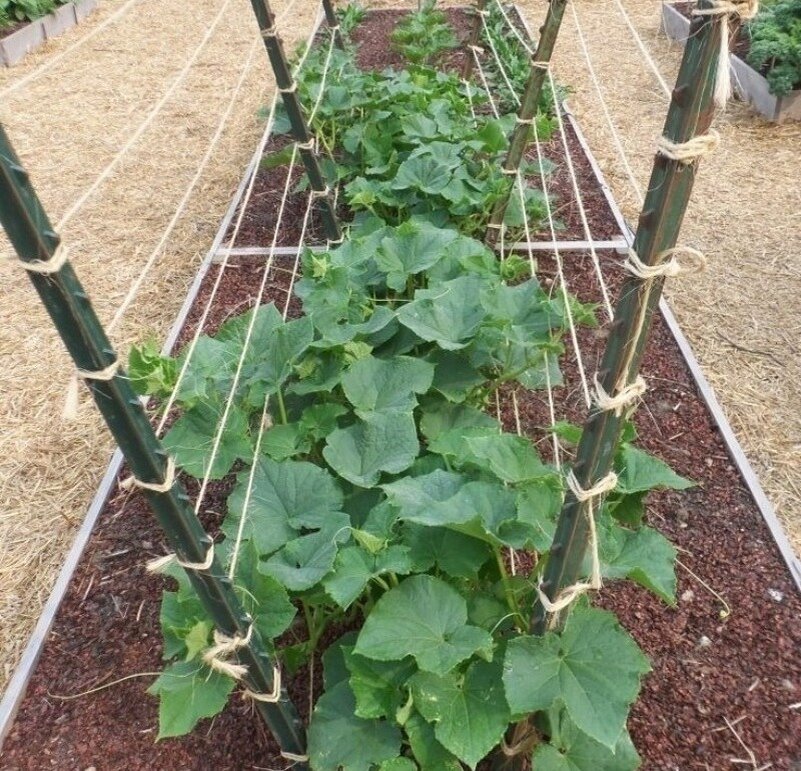 Источник фото diz-cafe.com