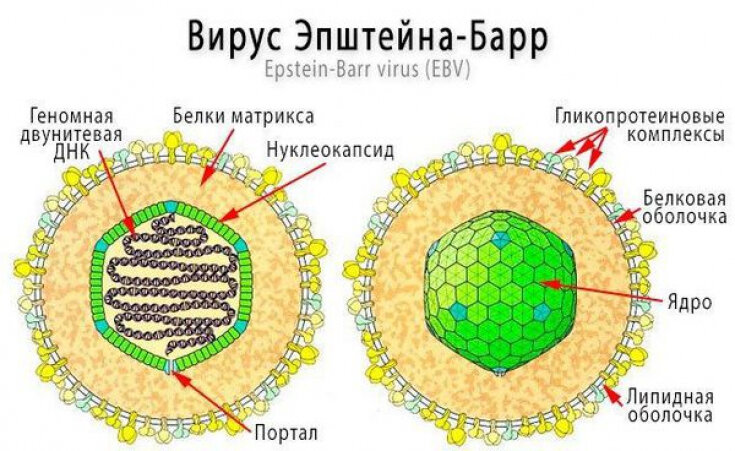 Вирус Эпштейна-Барр (герпес 4 типа)