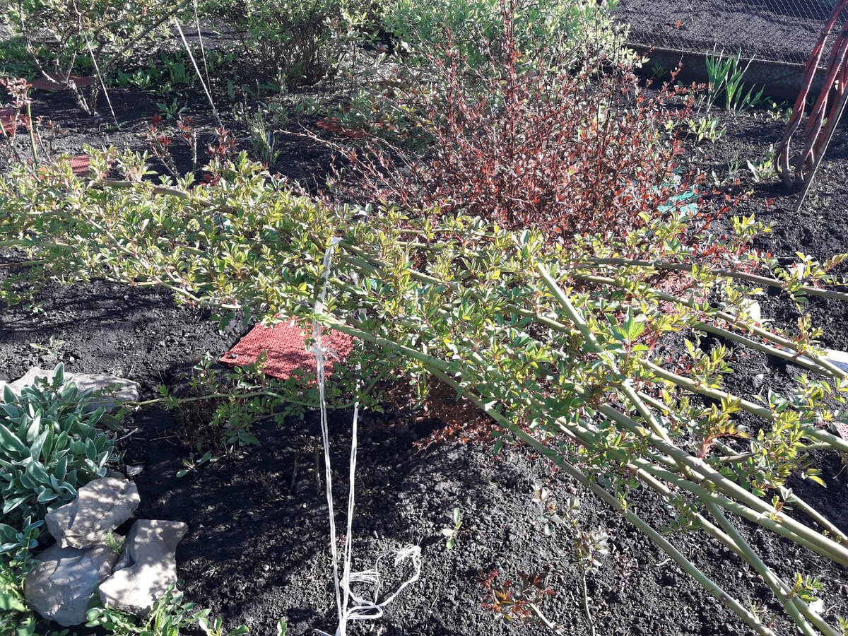 Wartburg, рамблер. Нет, это не сейчас, фото начала мая 2020 г