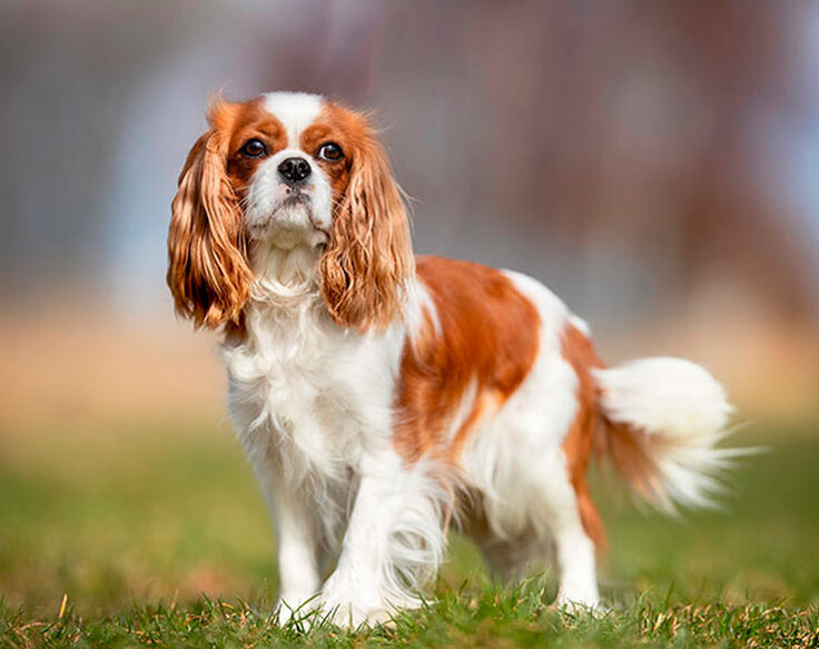 https://faunistics.com/kavaler-king-charlz-spaniel/