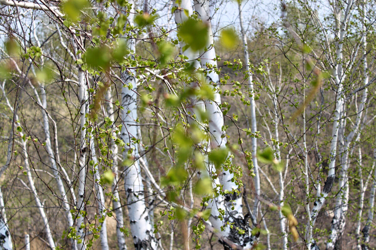 В природе есть удивительные праздники первая зелень. Реликтовая береза Медведева (Betula medwedewii). Береза березовый Березняк. Березовая роща березы с сережками. Береза весной.