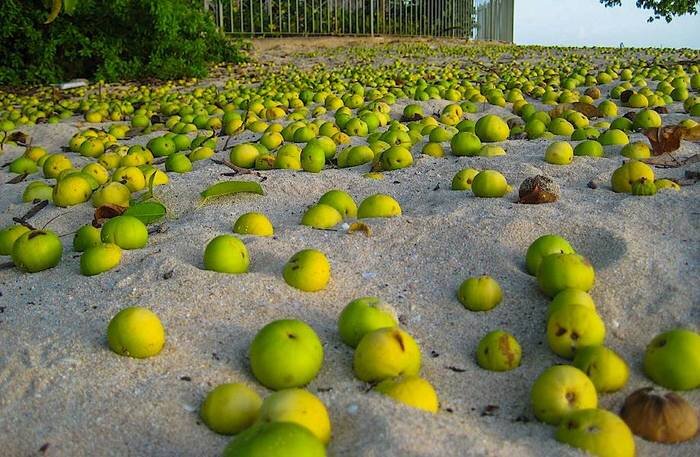 Плоды манцинеллы. Фото из открытых источников