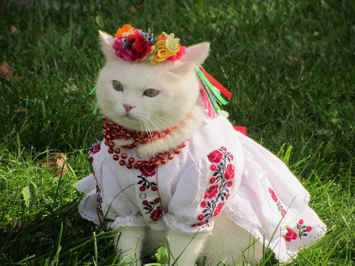 Нарядная кошка картинка