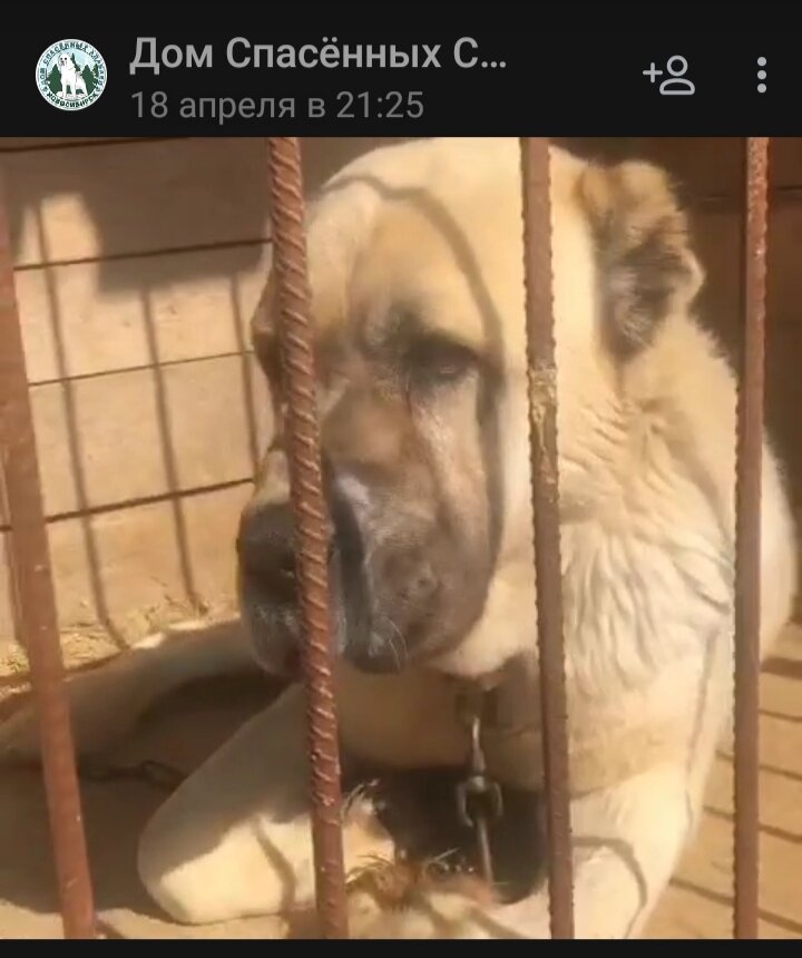 Тоша 