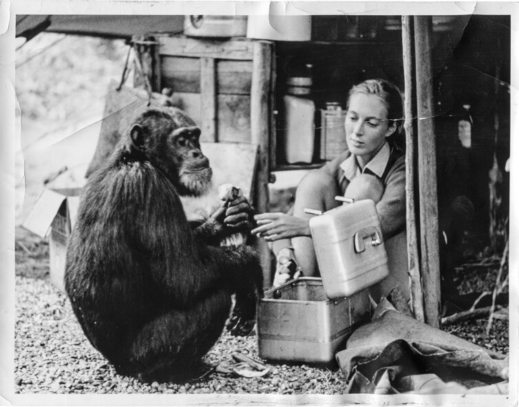 Шимпанзе Дэвид в лагере Джейн Гудолл. Источник изображения: Институт Джейн Гудолл