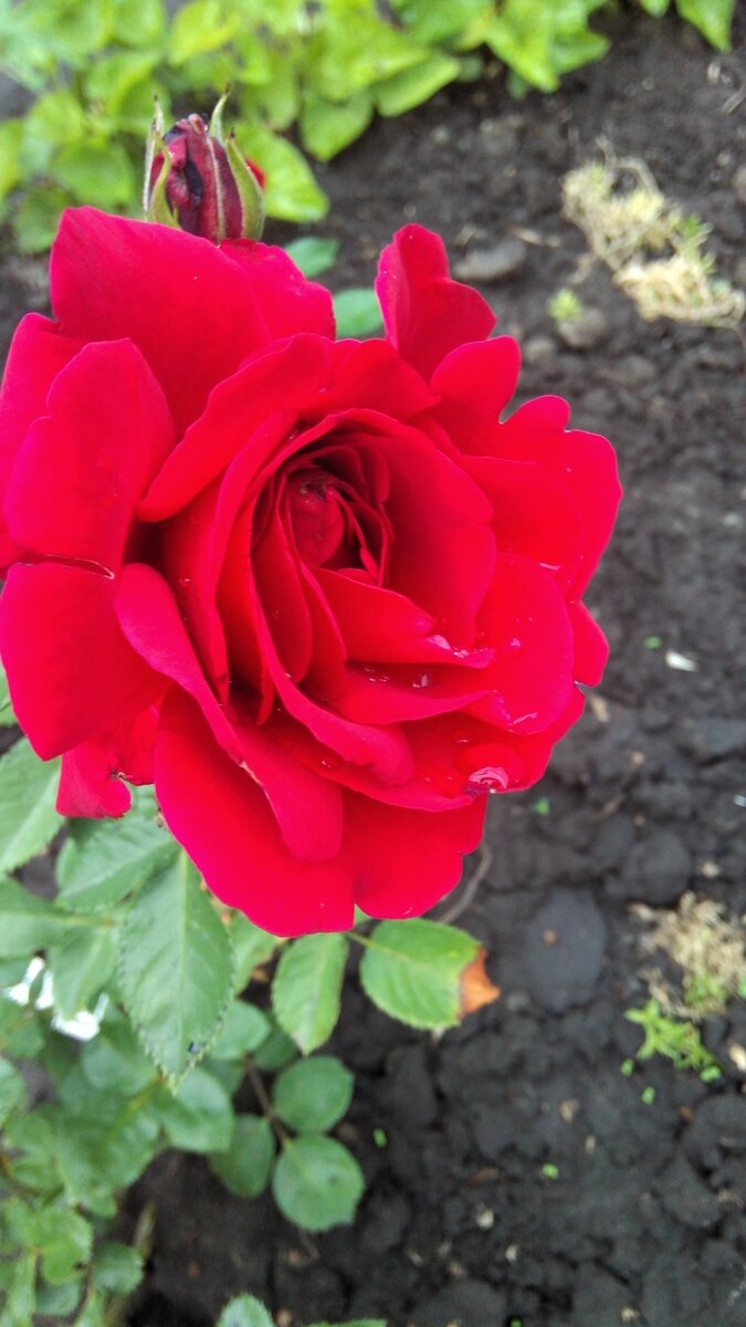 Розы из черенков. Первая весна, что делать