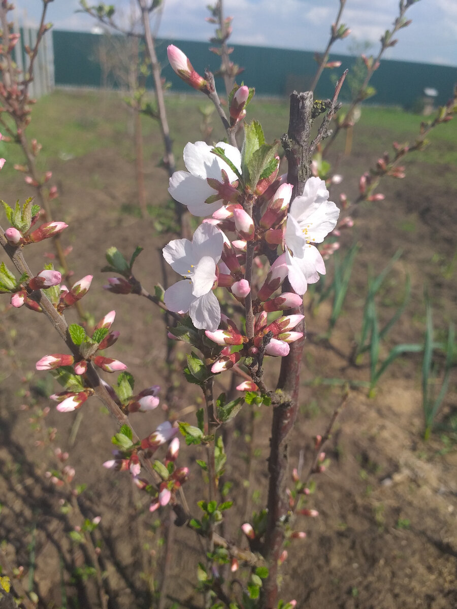 Войлочная вишня