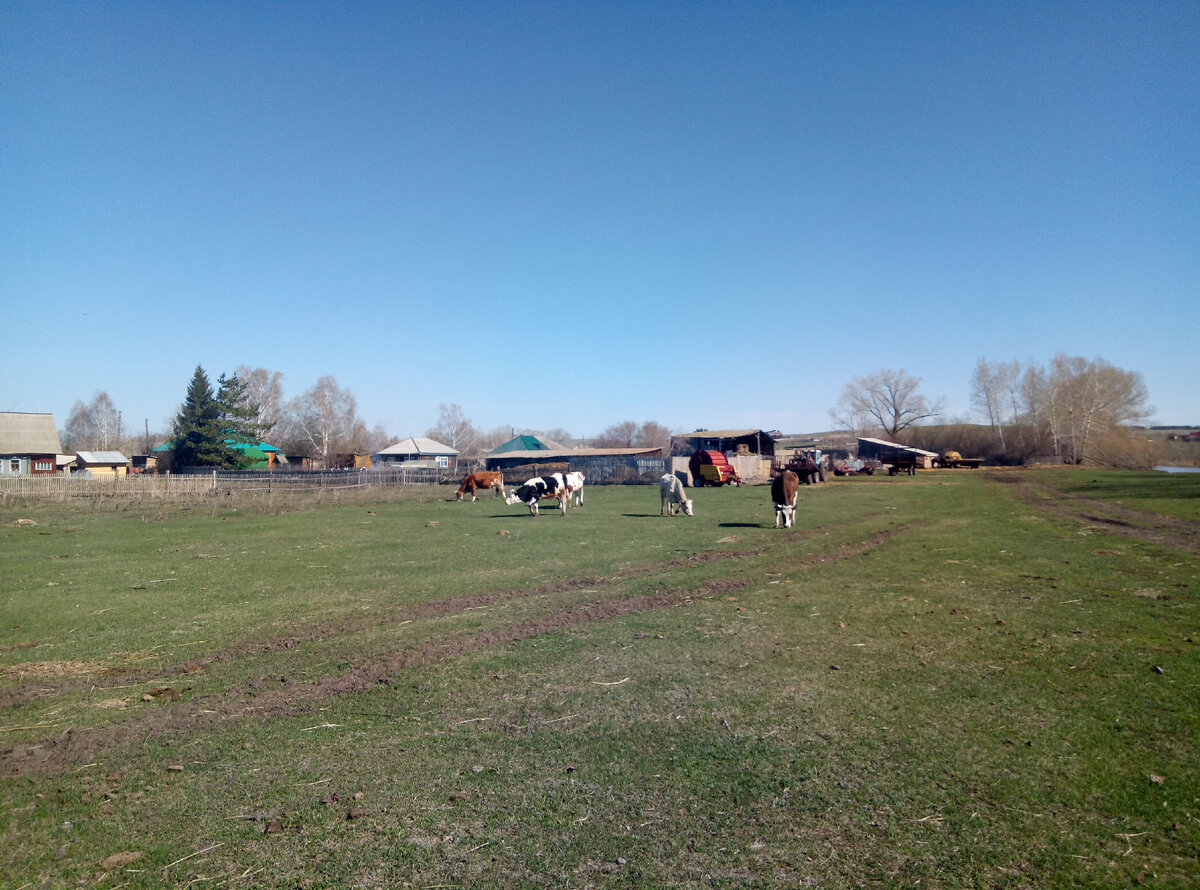 Пасутся возле дома на полянке.