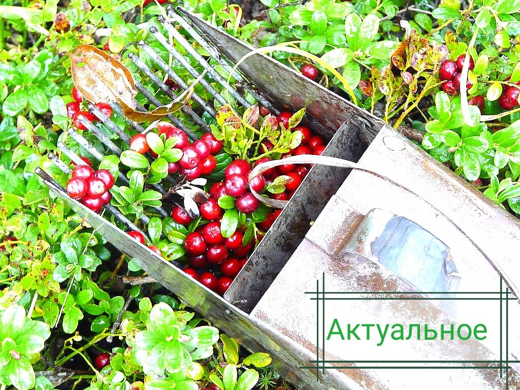 Вот таким специальным ковшом собирают ягоды - получается намного быстрее, чем вручную. 