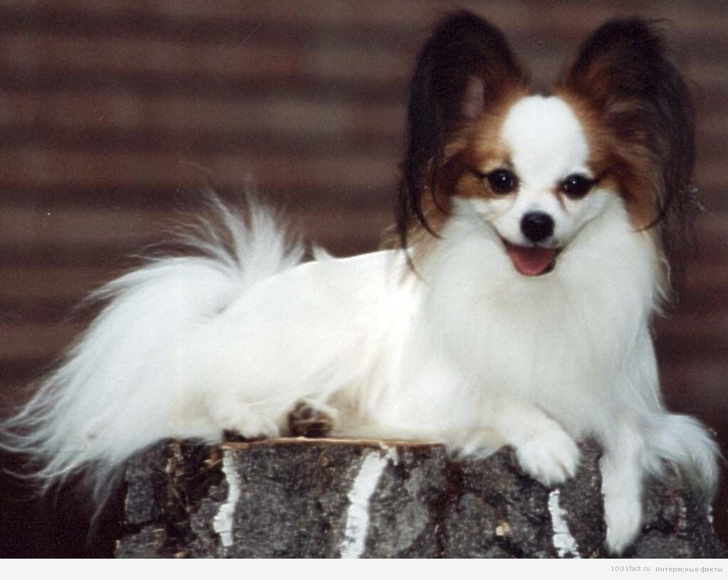 Собака бабочка папильон фото. Папильон коричневый. Папильон черный. Вельш папильон. Континентальный той-спаниель.