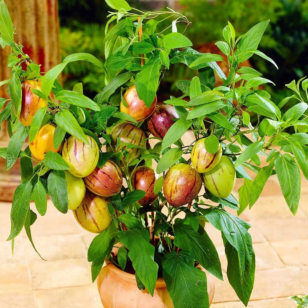 Угадаете, где спелые? 