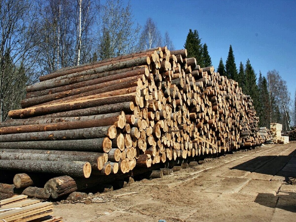 Хранение круглого леса