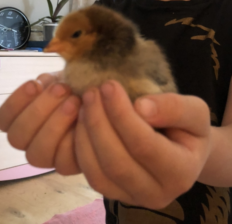 Неожиданный подарок