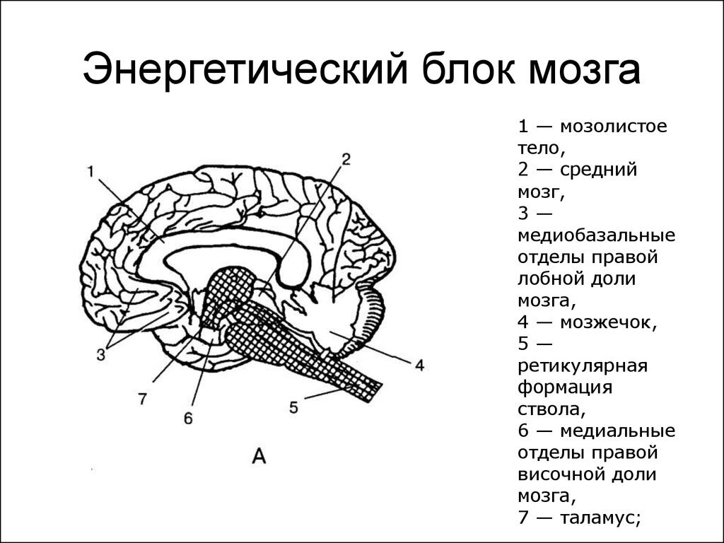 Мозге 1. Анатомическая структура энергетического блока мозга. Структуры первого блока мозга. Первый блок мозга по Лурия строение. Строение энергетического блока мозга.