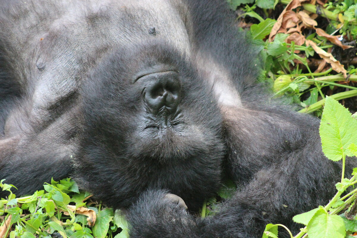 Gorilla Chimba Park