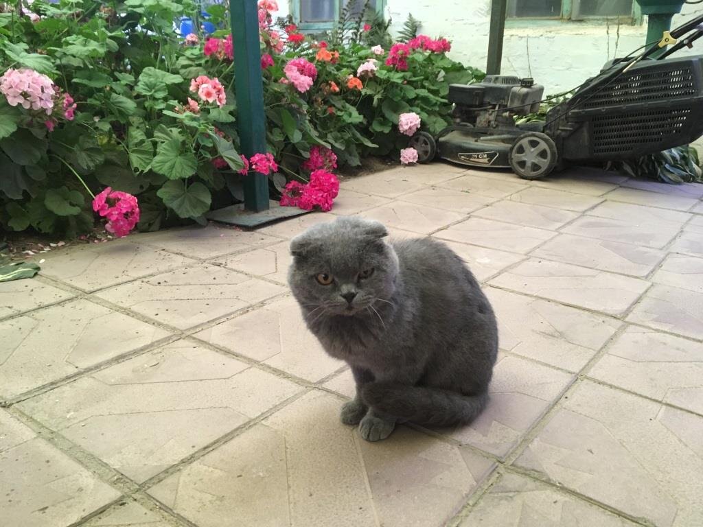 Тихон сердится, что я не иду домой, ворчит: «Ох уж мне эти черенки герани...»