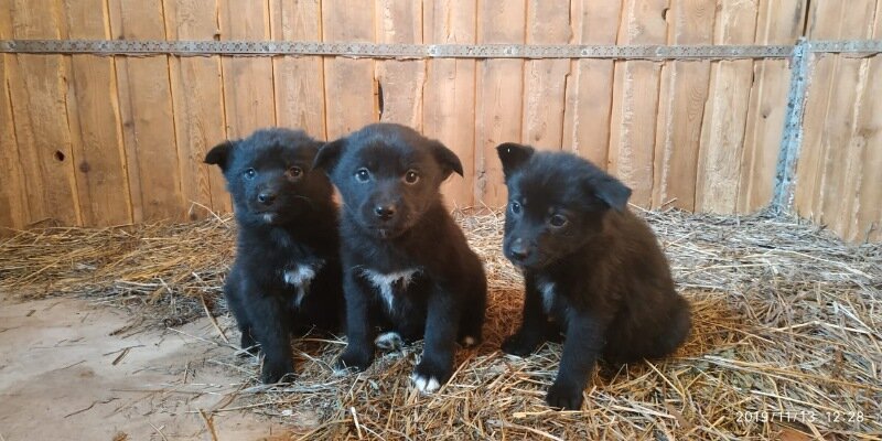 новорожденный щенок шелти. братья щенки. хасята. братья щенки. братья щенки.