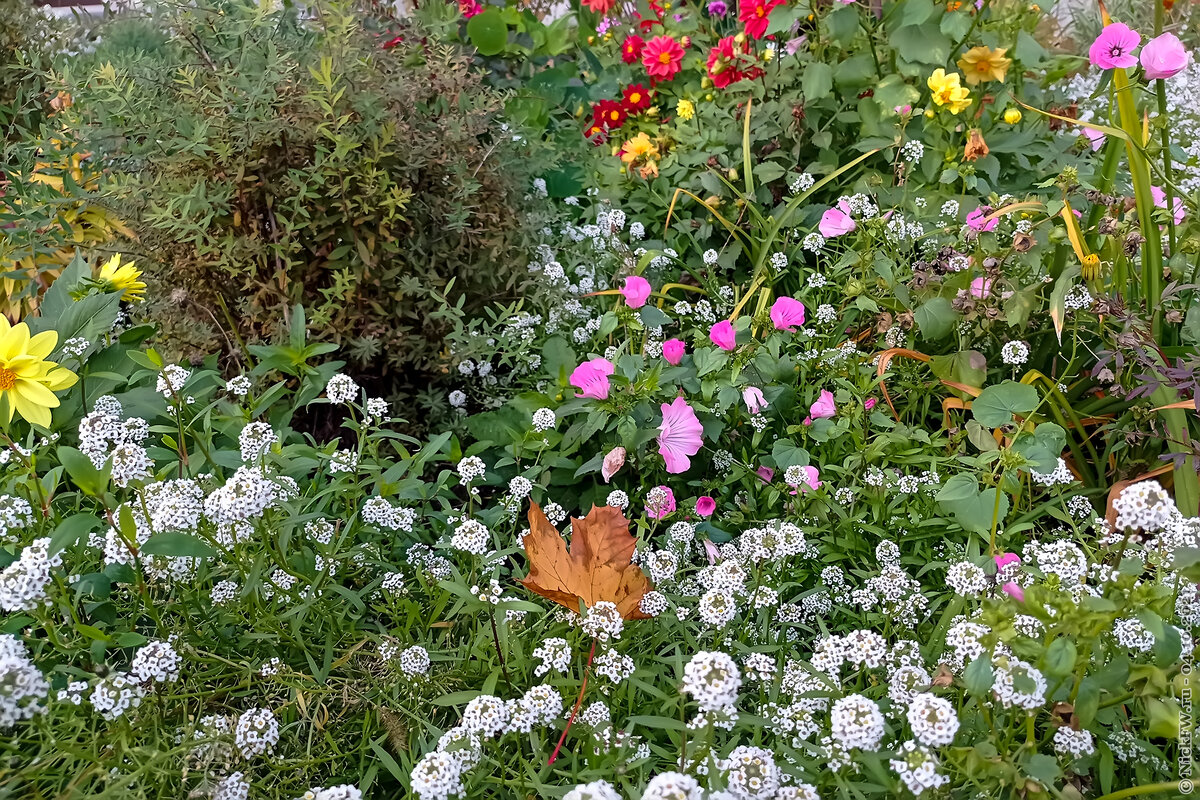 3. Клумба... © NickFW.ru — 04.10.2021г. ещё 2