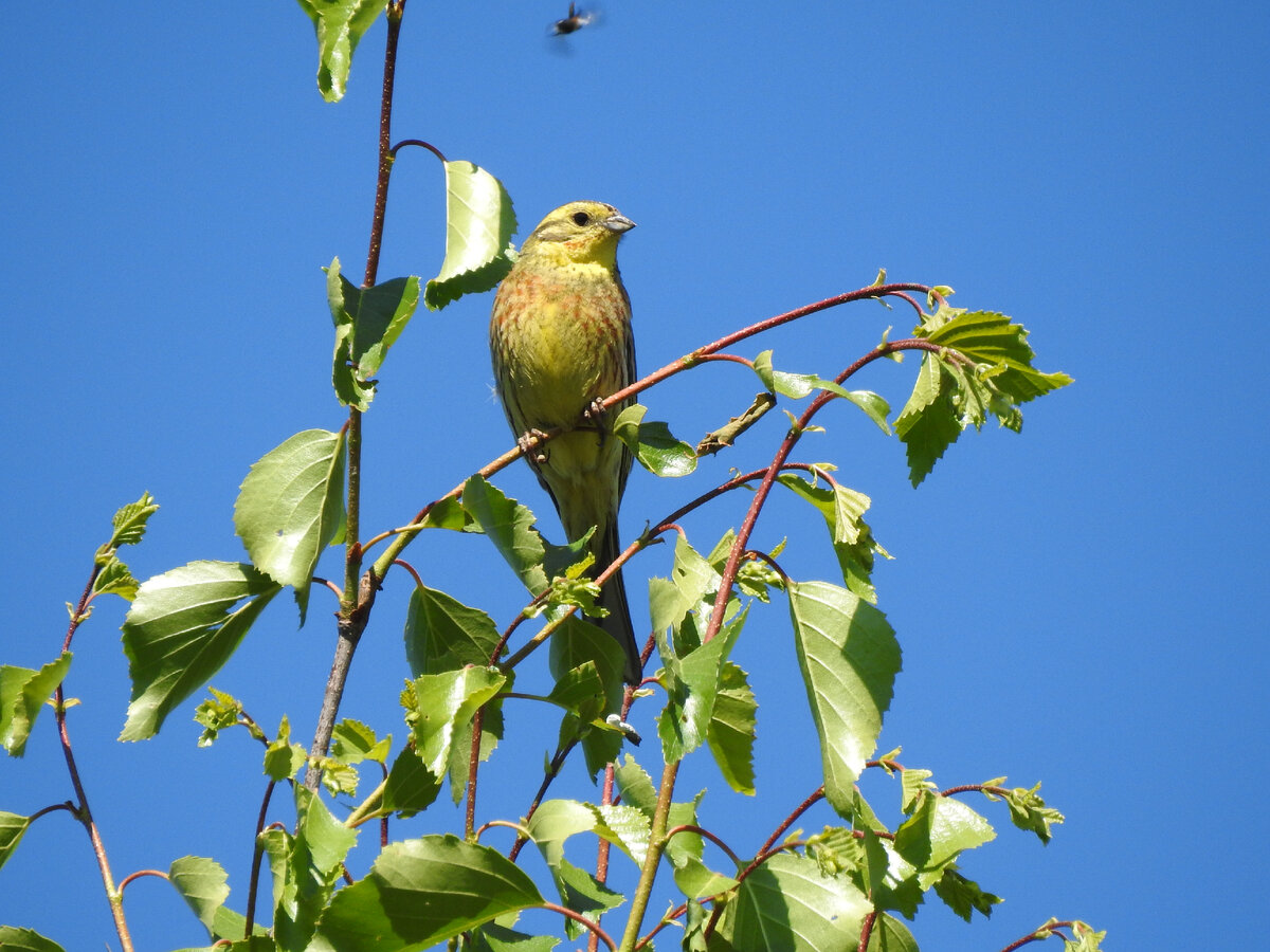 Обыкновенная овсянка, июнь 2020 года, Свердловская область, фото автора