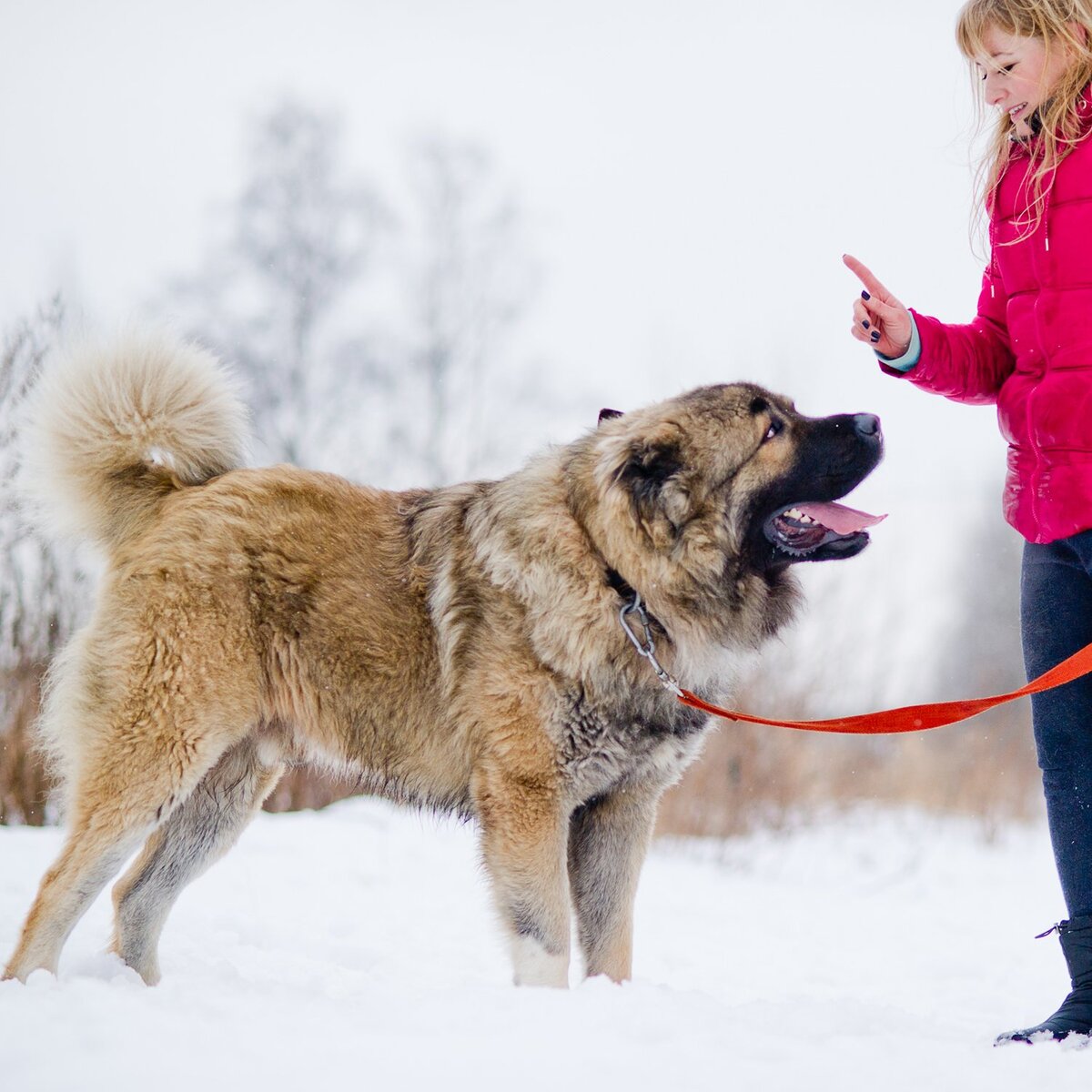 Почему кавказских овчарок считают тупыми? | Dudusik Dog | Дзен