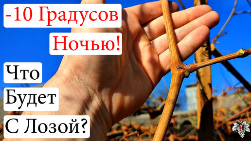 -10 Градусов ночью! Что будет с лозой винограда?