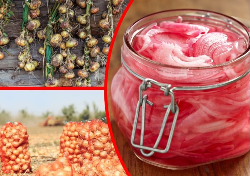 Хранение лука.