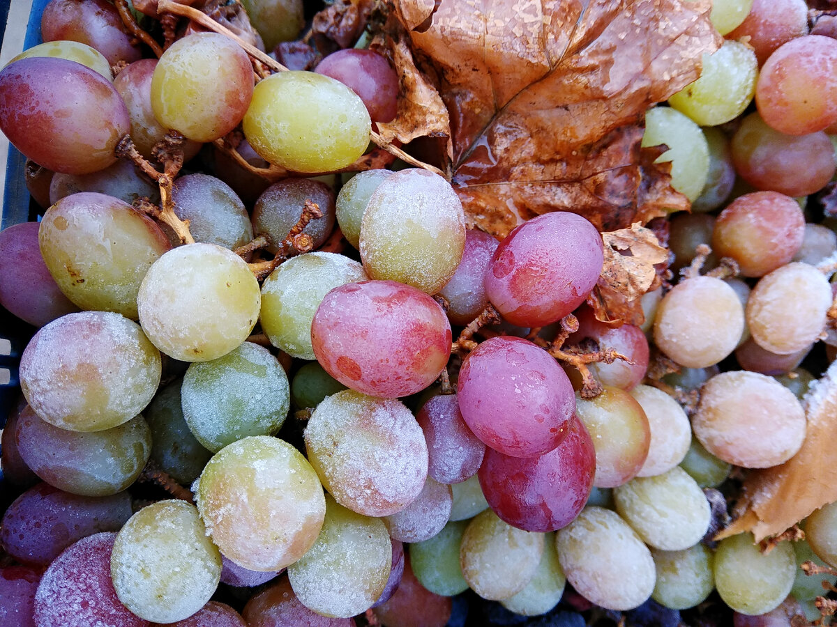 Мое любимое фото. Иней на ягодах винограда. В этом году такое фото сделать не удалось 