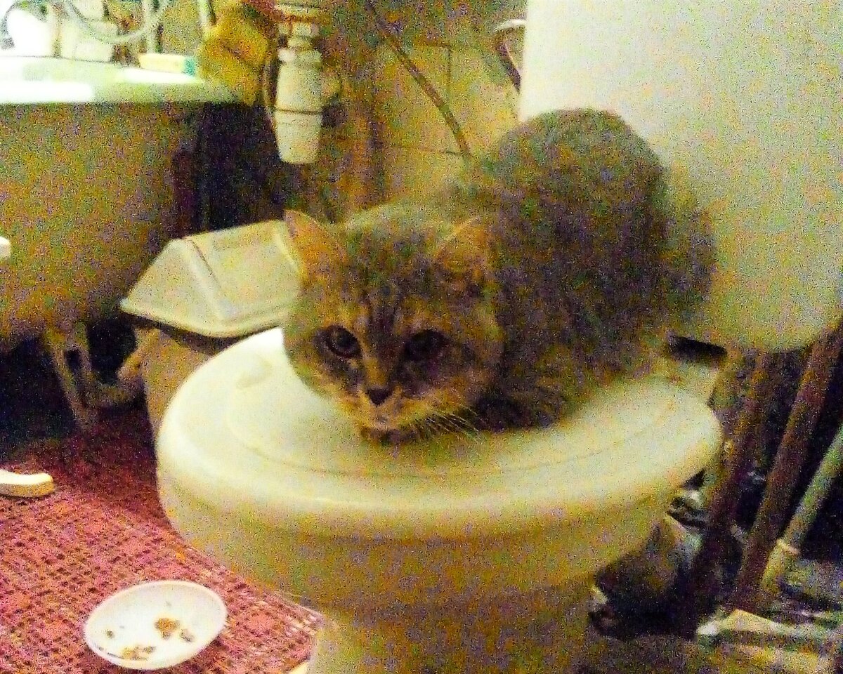 Кошка на унитазе