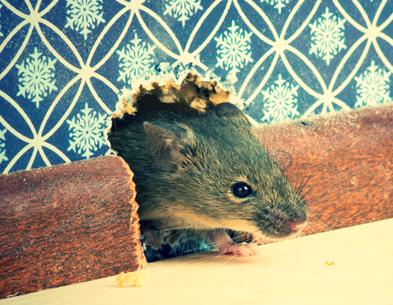 Наступили холода и в дом пришли мыши! Как с ними боролись наши предки ...