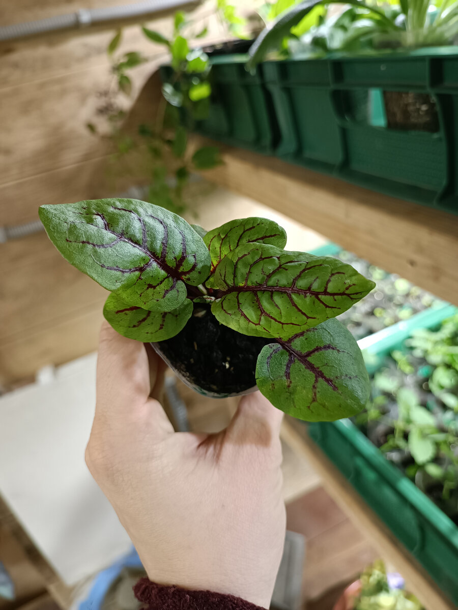 Щавель "Сангвиник" отличается высокой полезностью и декоративностью