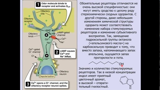 Дубынин В. А. - Физиология сенсорных и двигательных систем - Обонятельная и сенсорная системы