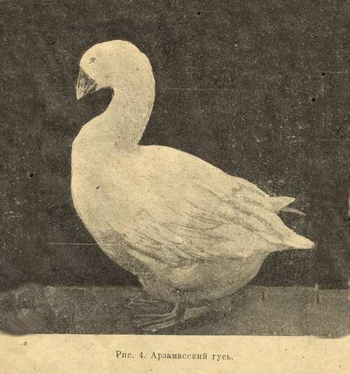 Фото: komovdvor.spb.ru