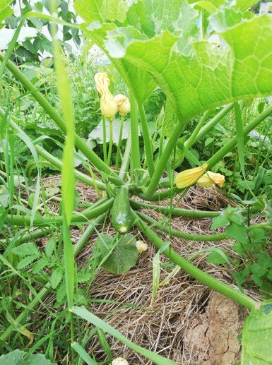 Июнь 2020 года.