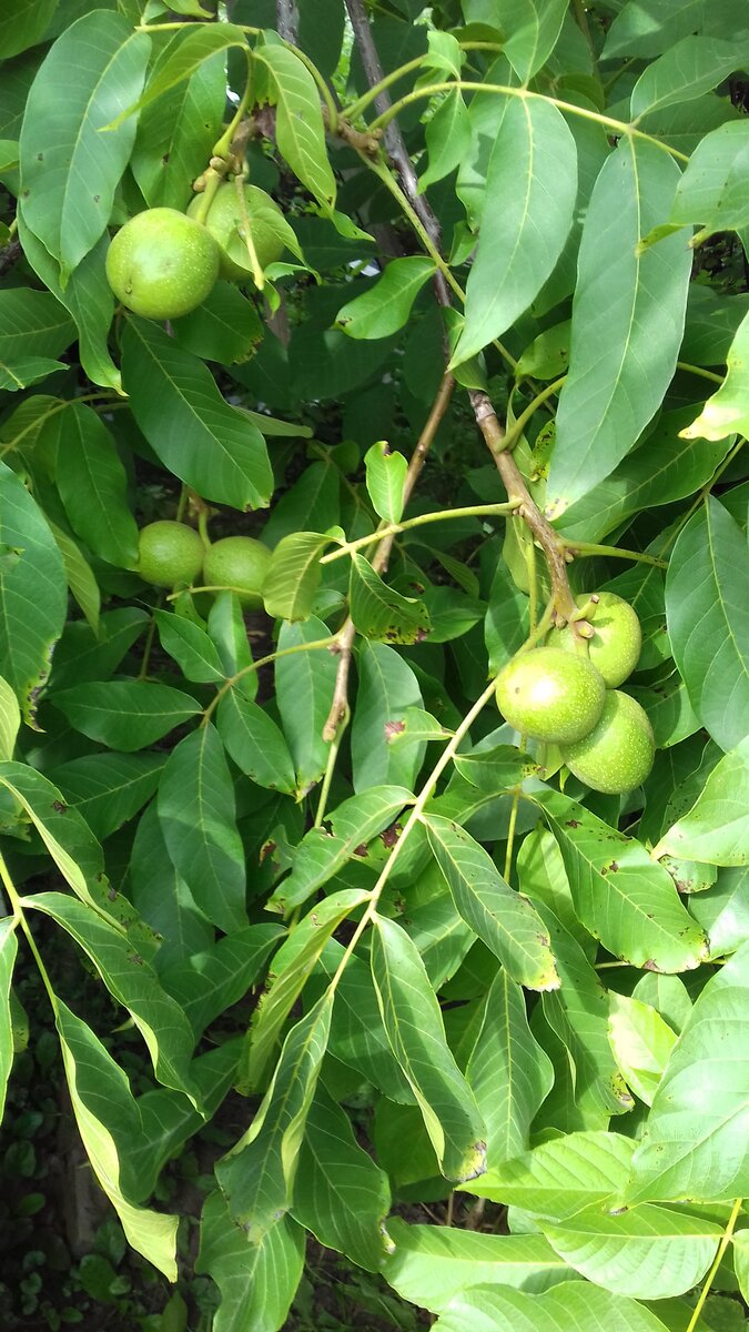 мой орех во всей красе.