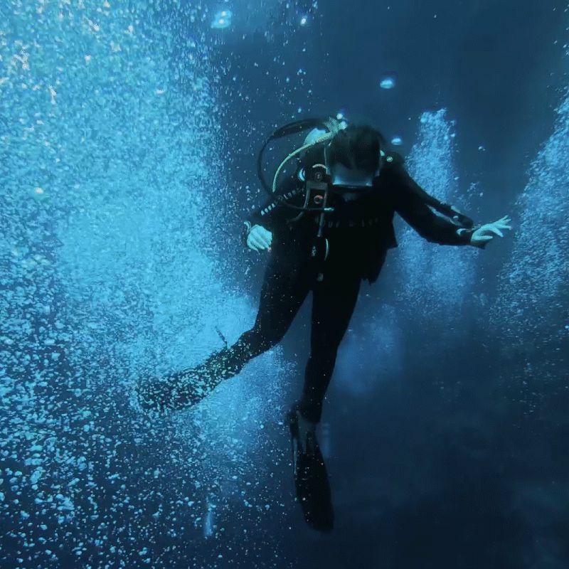 Дайвер женский, обыкновенный