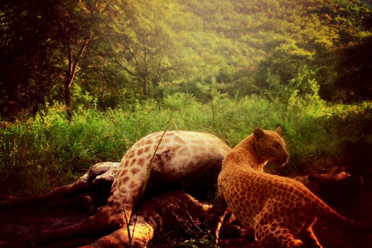 Клубничные леопарды вызваны редкой мутацией гена, называемой эритризмом, которое вызывает перепроизводство красных пигментов или недопроизводство темных пигментов.