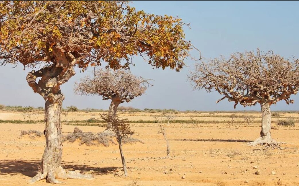  Ми́рра, Коммифора мирровая (лат. Commiphora myrrha)