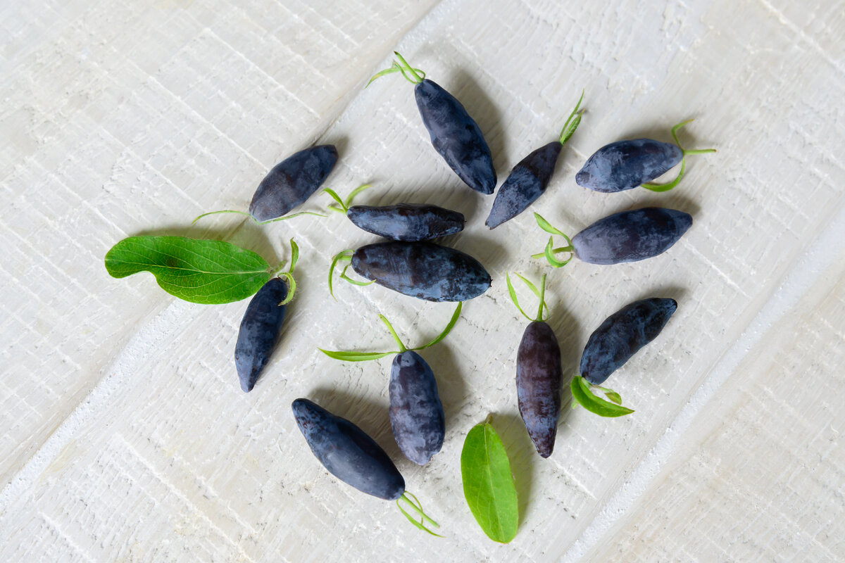 Ягоды жимолости.