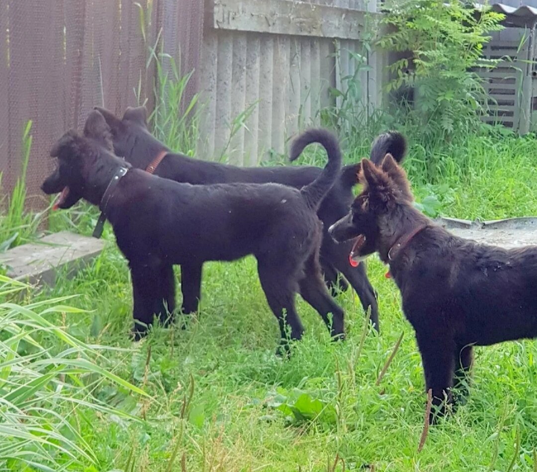 и похожи друг на друга как близнецы.