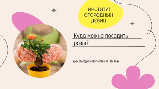 Куда можно посадить розы?