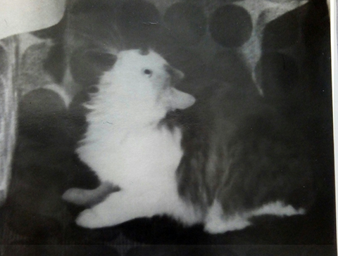 Почти час перебирала старый архив и нашла таки! Даже усы в четверть аршина видны!