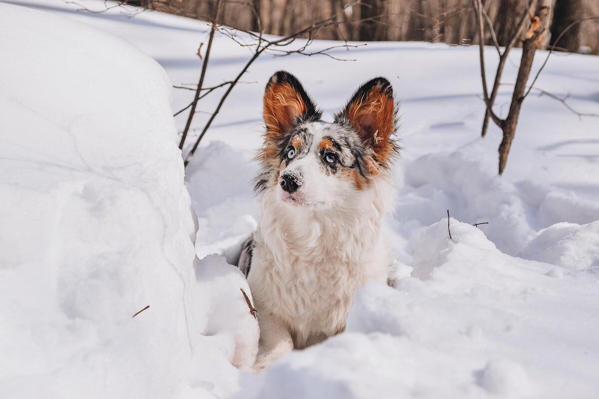 На фото вельш-корги кардиган флаффи Марти — моя собака