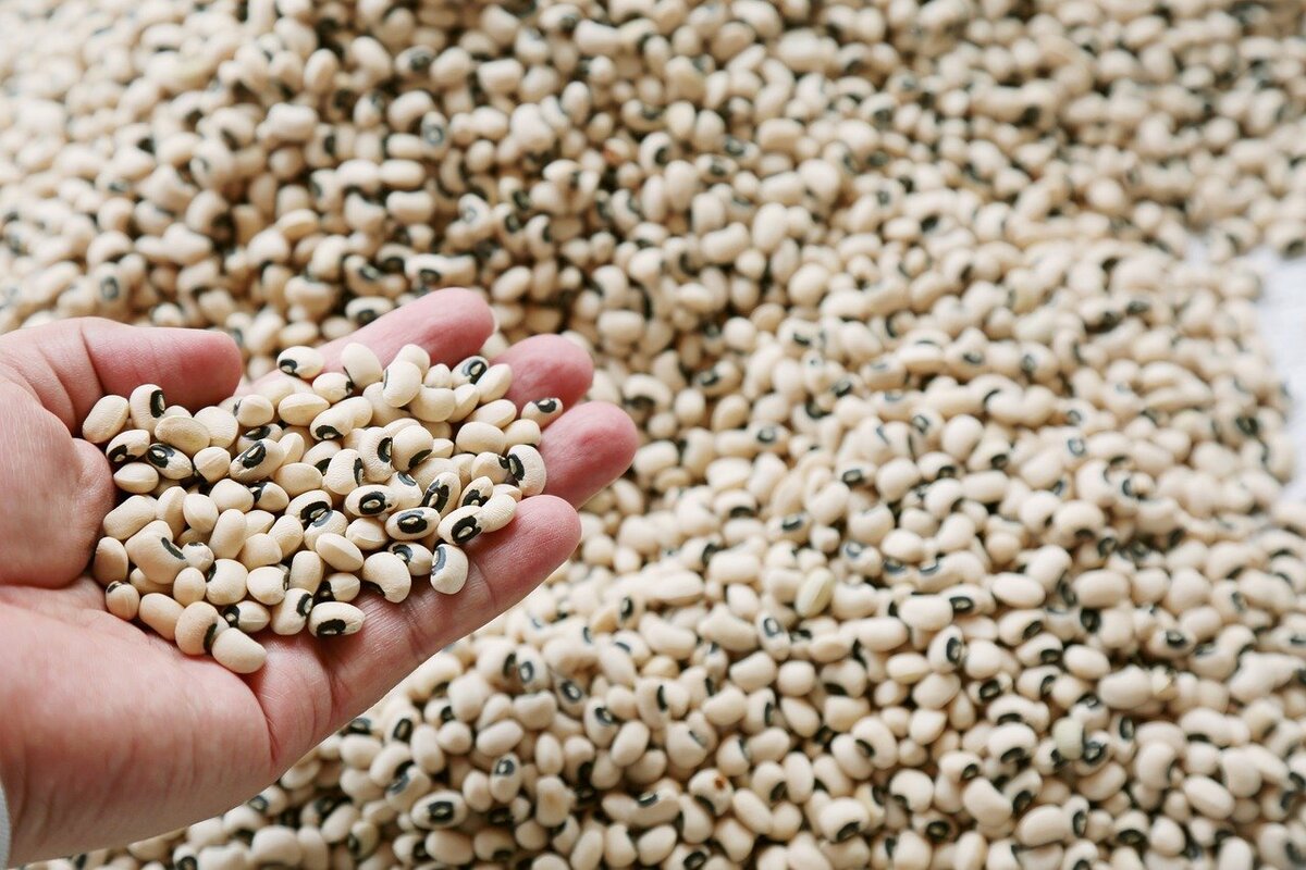 сельское хозяйство семена. зерно. пшеница зерно. семена различных растений. пшеница семенная.