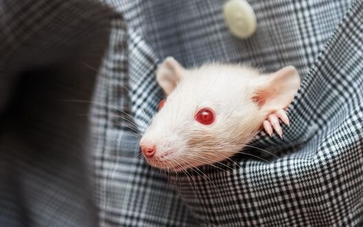 Тематическая картинка из свободных источников 