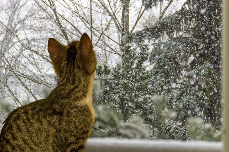 Источник фото: pixabay.com