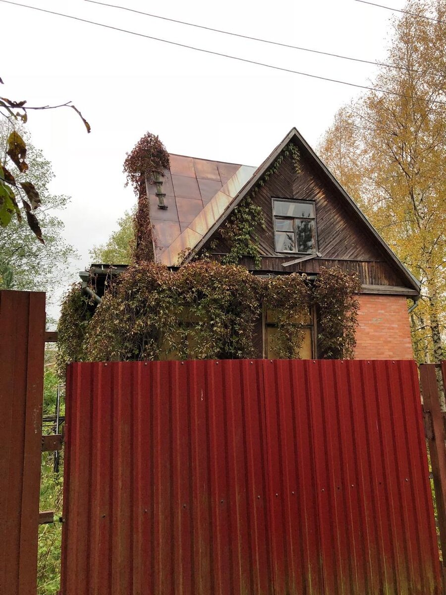 Вот здесь хорошо видно в каком состоянии крыша и деревянная обшивка дома. А вот девичий виноград чувствует себя просто прекрасно! Никто его не подрезает и он растет куда хочет.