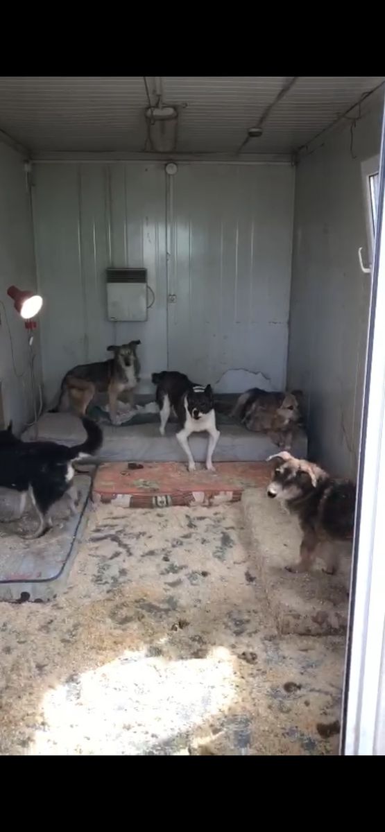 Хоспис в приюте - реальность: опилки, какашки там же где и спят, отсутствие прогулок.