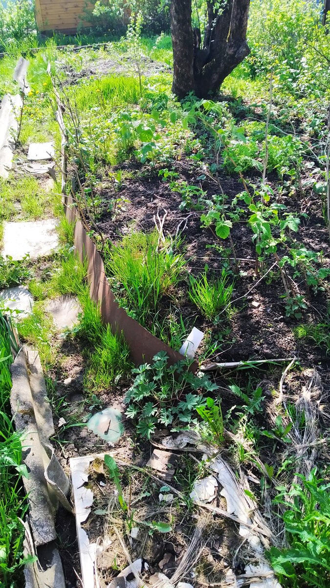 Выгорожена длинная гряда, на которую попали и яблоня, и малинник, и клубничными кустиками всё уросло