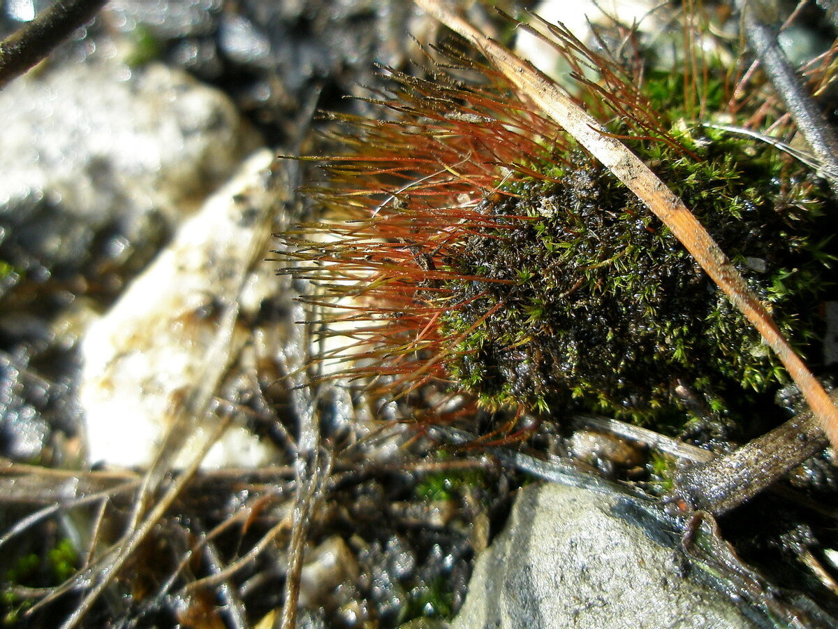 Фото 2. А вот так выглядит мох весной, сразу после того, как сошёл снег. "Листочков" почти нет, зато вытянулись "ножки", которые являются частью системы размножения.