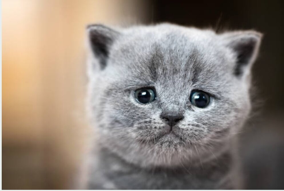 Котёнок Вася